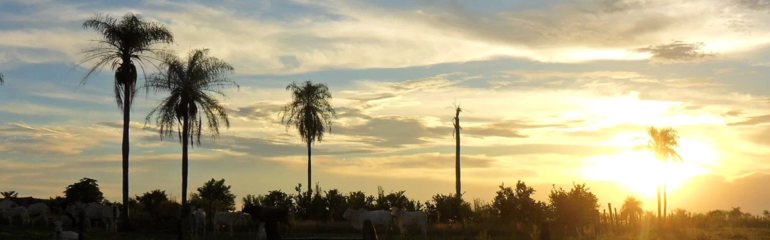 Sunset over a landscape with tall palm trees silhouetted against a colorful sky.