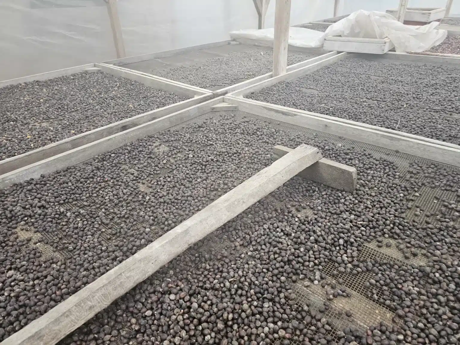 Cocoa beans spread across drying beds during the processing stage in São Tomé and Príncipe.